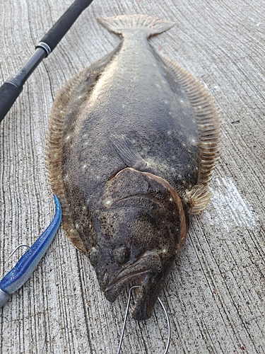 ヒラメの釣果