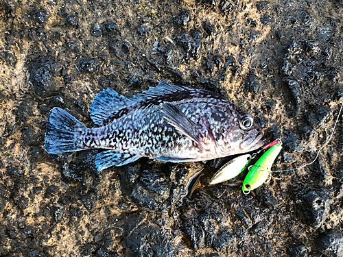 マゾイの釣果