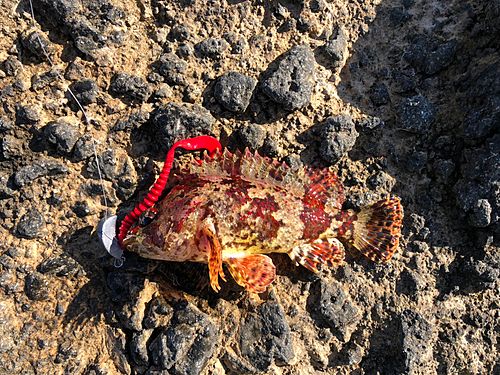 ヨロイメバルの釣果