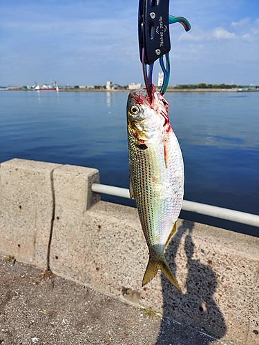 コノシロの釣果