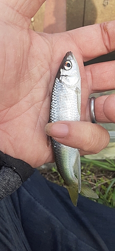 オイカワの釣果