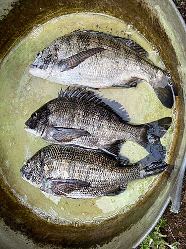 チヌの釣果