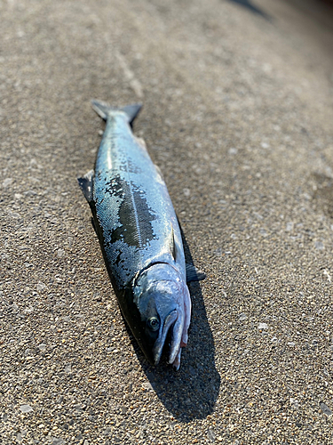 サクラマスの釣果