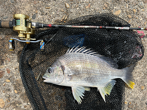 キビレの釣果