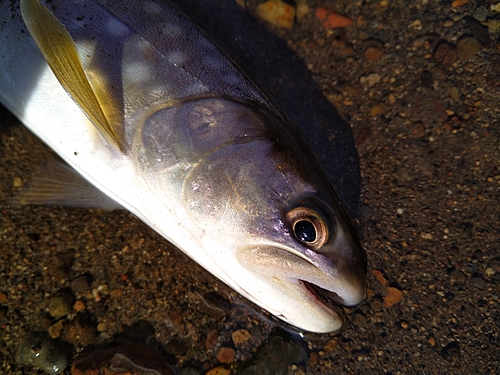 アメマスの釣果