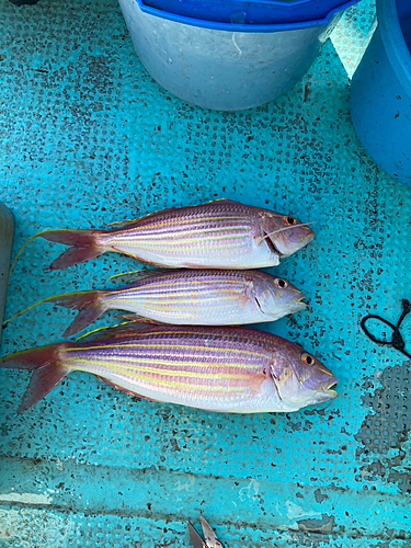 イトヨリダイの釣果