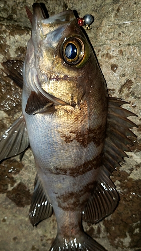 メバルの釣果