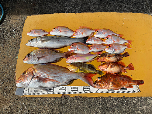 タイの釣果