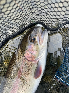 ニジマスの釣果