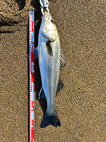 スズキの釣果