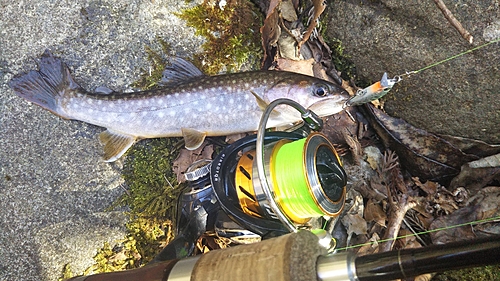 イワナの釣果