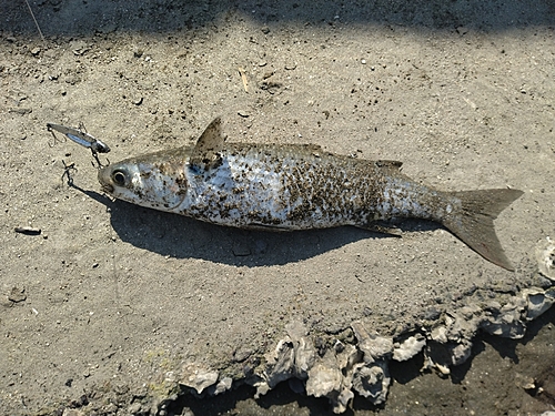 ボラの釣果