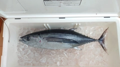 ビンチョウマグロの釣果