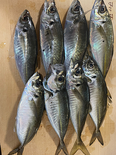 アジの釣果