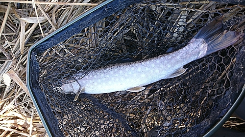 アメマスの釣果