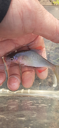 ヤリタナゴの釣果