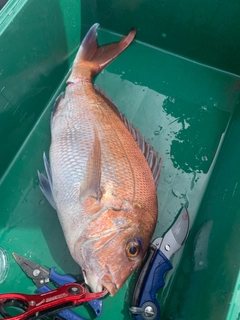 マダイの釣果