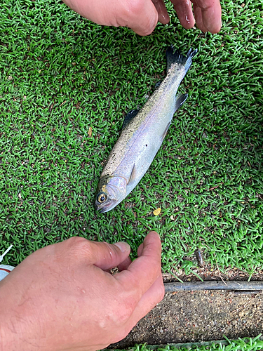 ニジマスの釣果