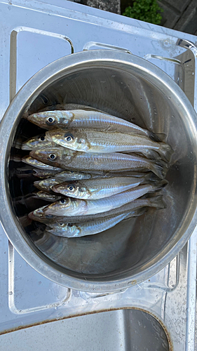 キスの釣果