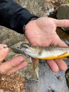 イワナの釣果