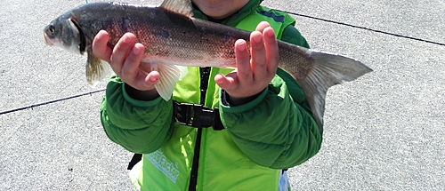 ウグイの釣果