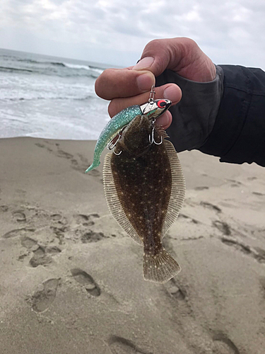 ソゲの釣果