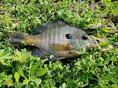 ブルーギルの釣果