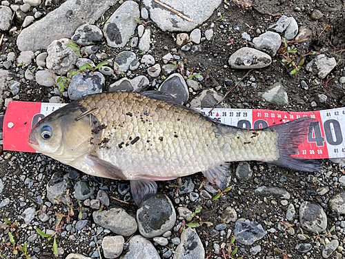 フナの釣果