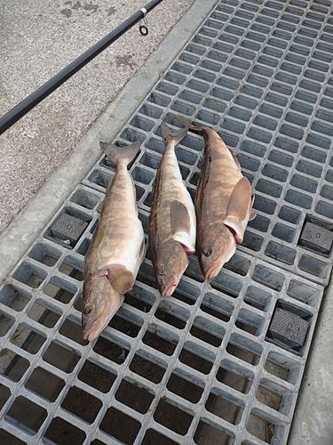 ホッケの釣果