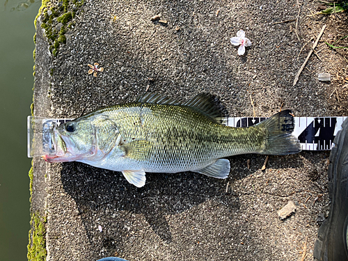 ブラックバスの釣果