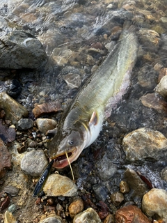 ナマズの釣果