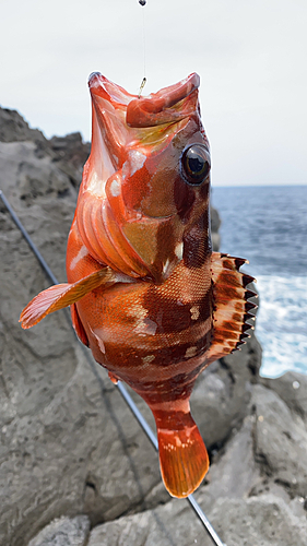 アカハタの釣果