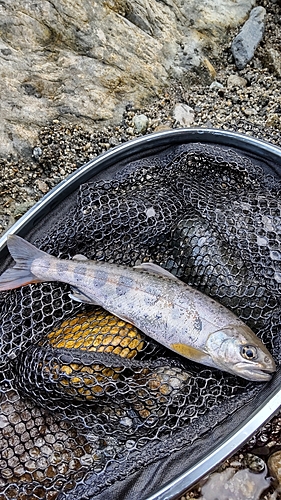 ヤマメの釣果