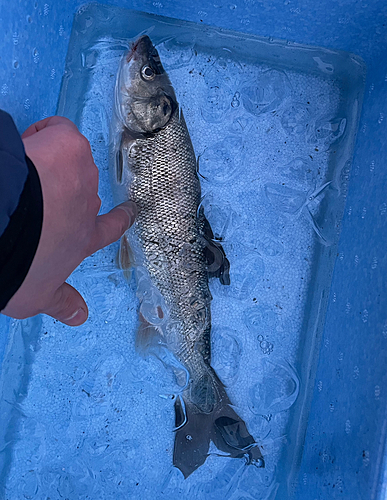 ウグイの釣果