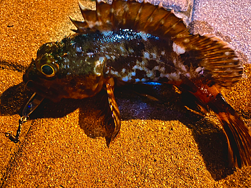 カサゴの釣果