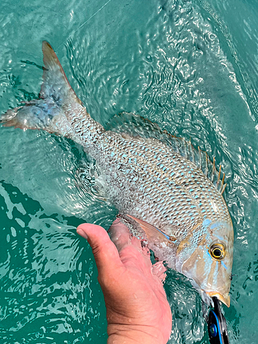 タマンの釣果