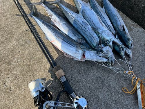 サゴシの釣果