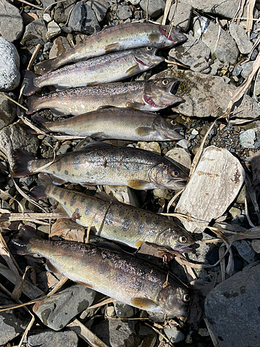 ヤマメの釣果