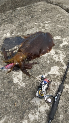 アオリイカの釣果