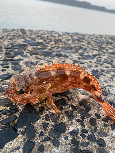 アラカブの釣果