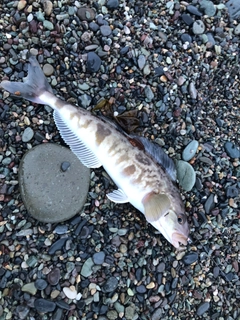 ホッケの釣果