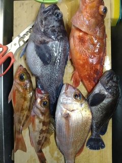 タイの釣果