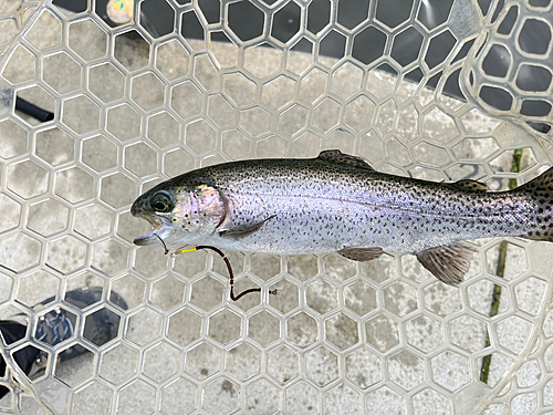 ニジマスの釣果