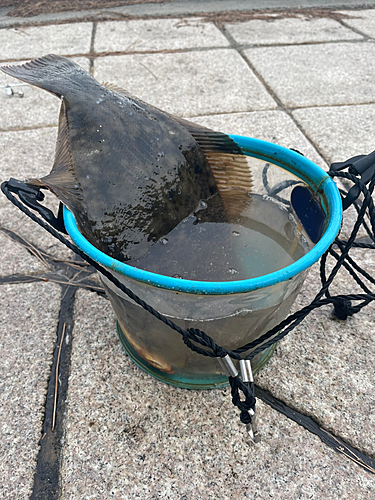 カレイの釣果