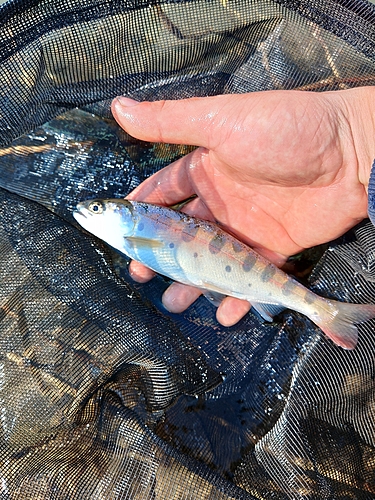 ヤマメの釣果