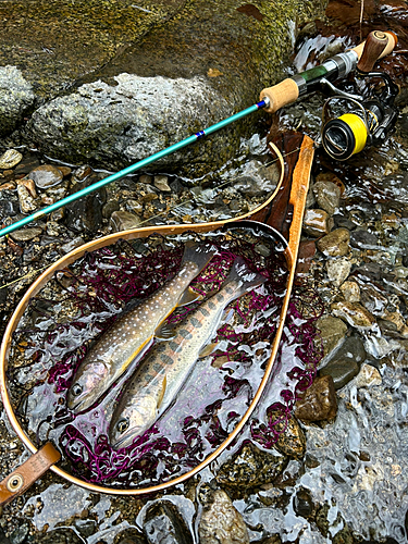 ヤマメの釣果