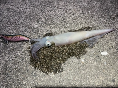 ヤリイカの釣果