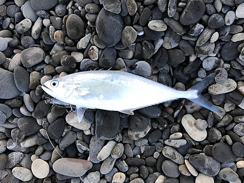 イケカツオの釣果