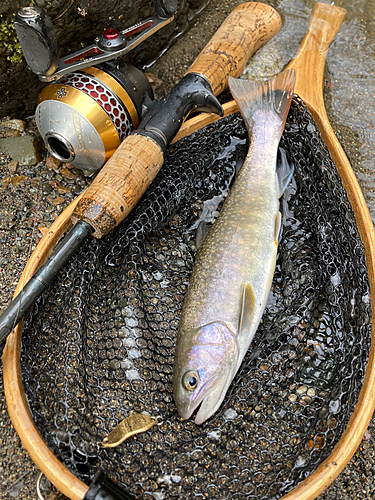 イワナの釣果