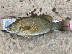 スモールマウスバスの釣果